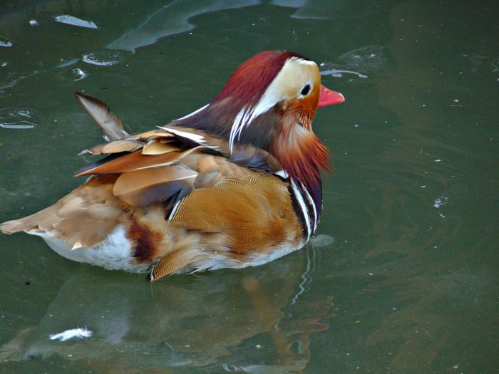 rate mandarin galbene