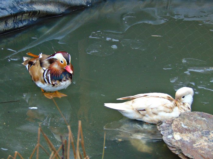 rate mandarin galbene