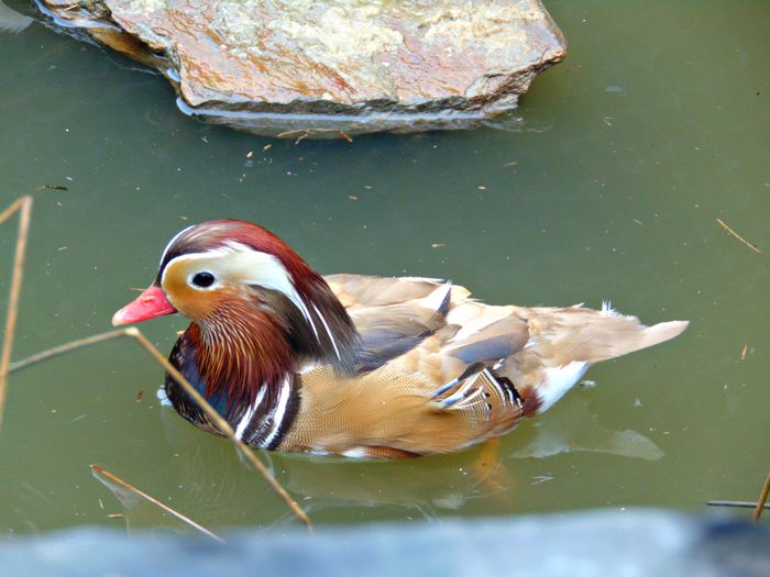 rate mandarin galbene