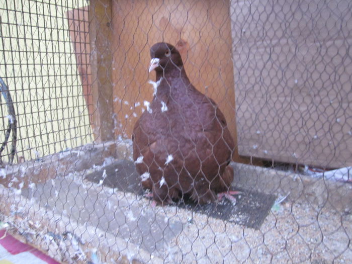 IMG_2345[1] - Mondaini