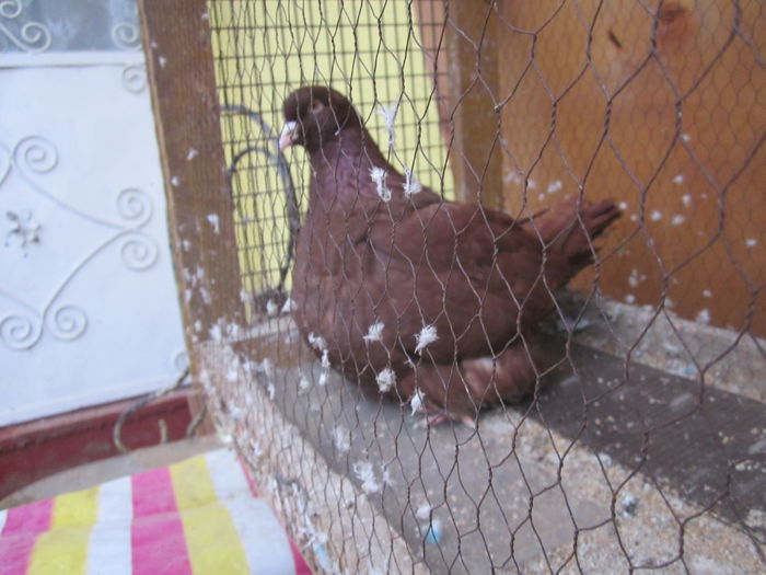 IMG_2346[1] - Mondaini