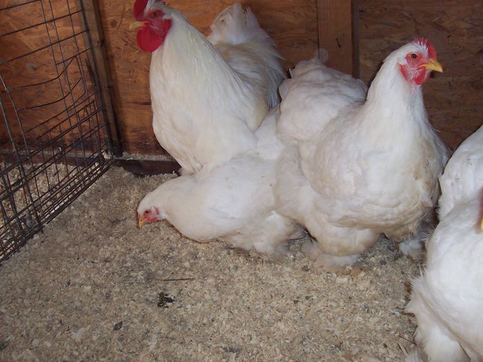 100_5538 - 2015 CONCHINCHINA ALB MATCA