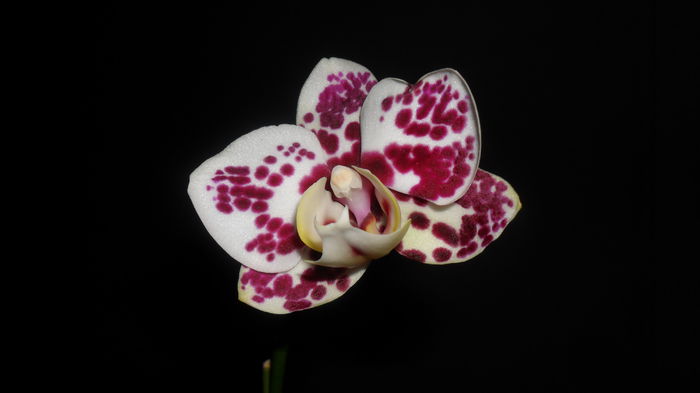 SAM_2557 - phalaenopsis