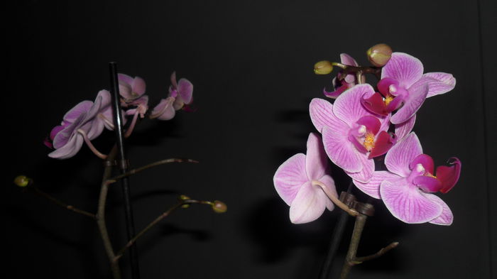 SAM_2559 - phalaenopsis