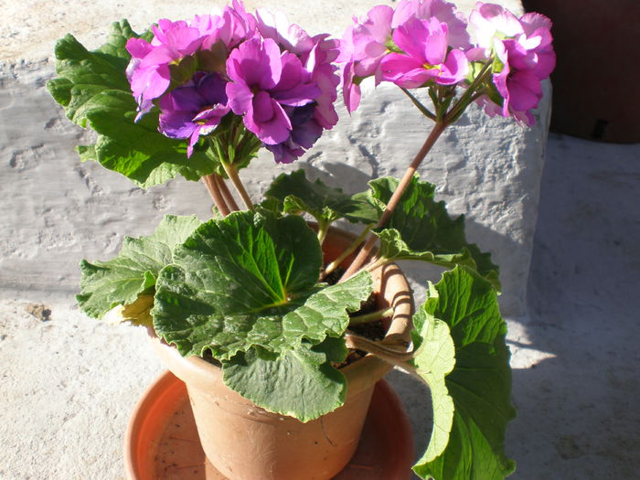 primula de camera