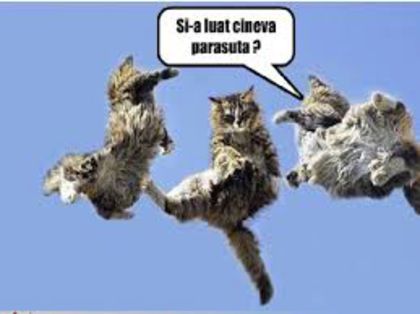 Pisicile se dau cu parasuta - Ceva amuzant