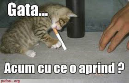 Pisoiul invata de mic