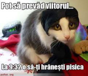 Pisica prezice viitorul