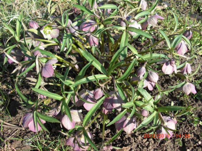 spanz inflorit in februarie - Gradina Casa si Plante Rare sau Deosebite pentru Sanatate