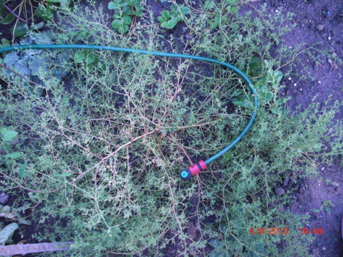 alga japoneza de sol - Gradina Casa si Plante Rare sau Deosebite pentru Sanatate