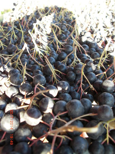 aronia la uscat - Gradina Casa si Plante Rare sau Deosebite pentru Sanatate