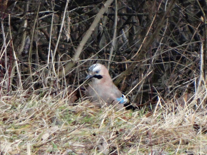 reintalnire cu gaita