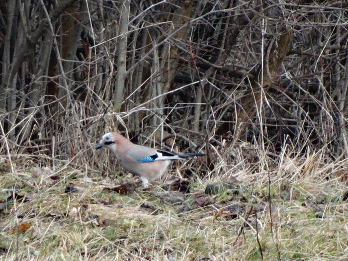 mie-mi place pasarea asta