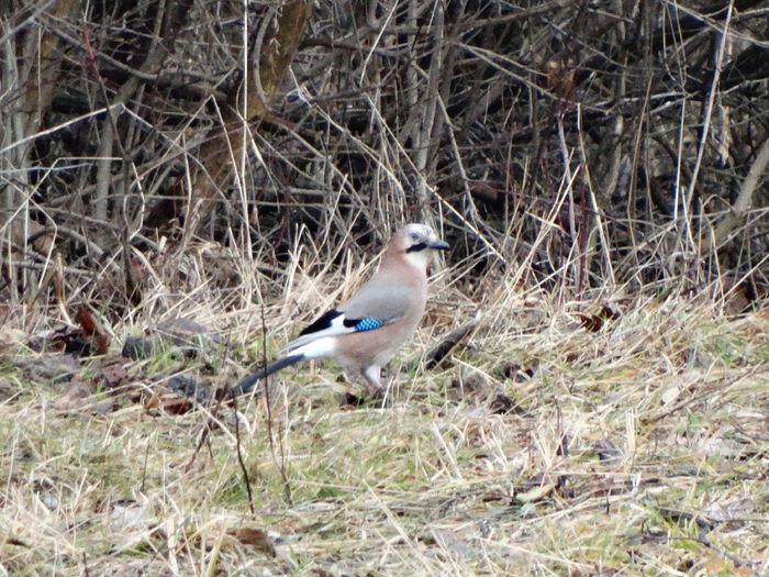 am prins-o la plimbare pe sol