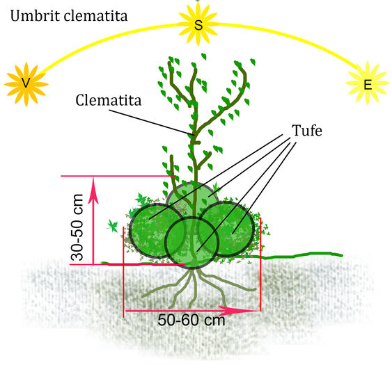 Umbrit clematite - Clematis