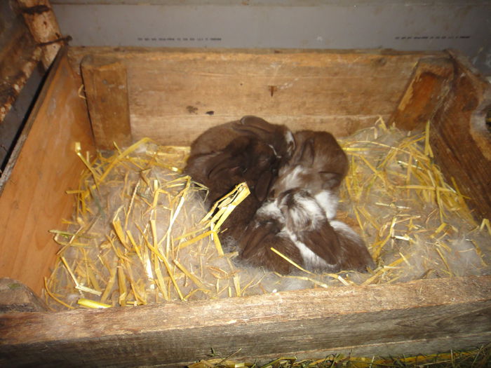DSC03625 - iepuri de vanzare iunie 2015-VANDUT