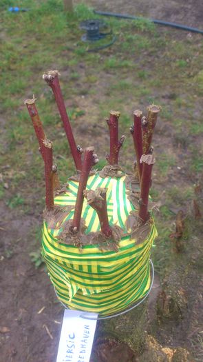 cais a nostru; Portaltoi: ringlot
Altoi: Cais de-a meu
