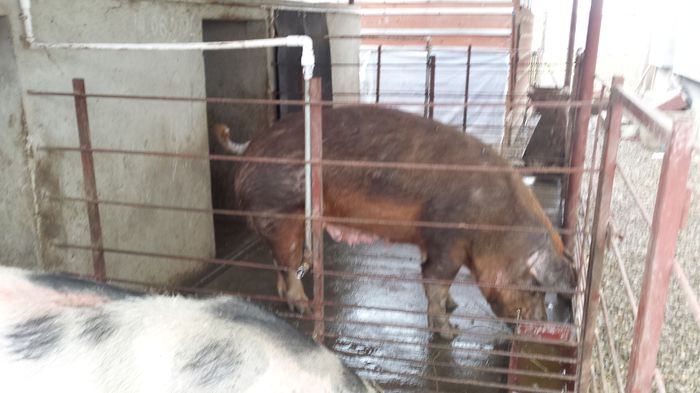 Scroafa Duroc gestanta 1 luna