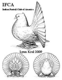 Three views Indian Fantail small1 - 06 Standardul la rasa voltati indieni