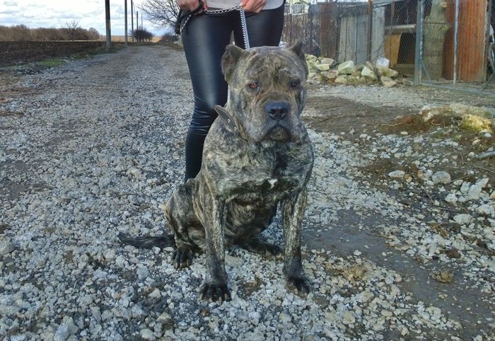 presa canario