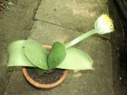 haemanthus-albiflos 30 lei - suculente