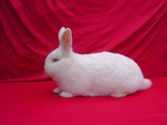 Masc5-12 sapt-Cerbureni-Ag; Cuib 23.11.2014 F5 M1
