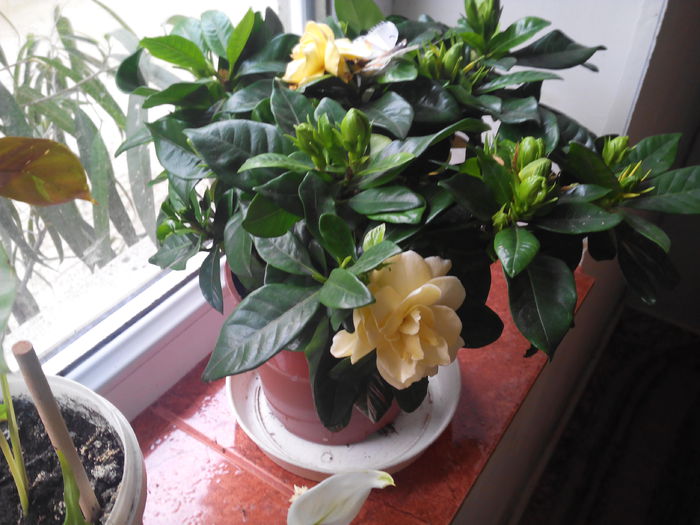 gardenia doi - flori ce leam prins cu greu