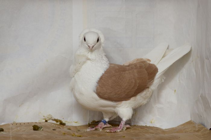 male 2012 - old german owl