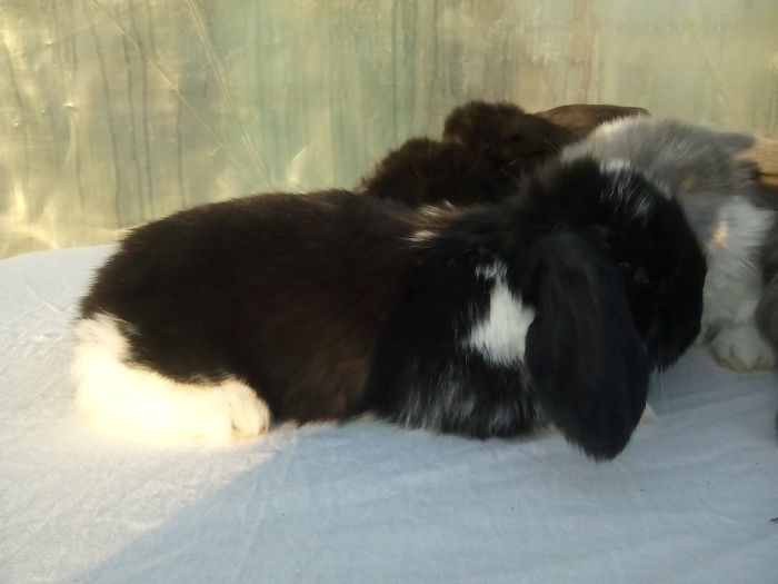 IMG_20150226_170721 - Cuib  BG 04 02 2015