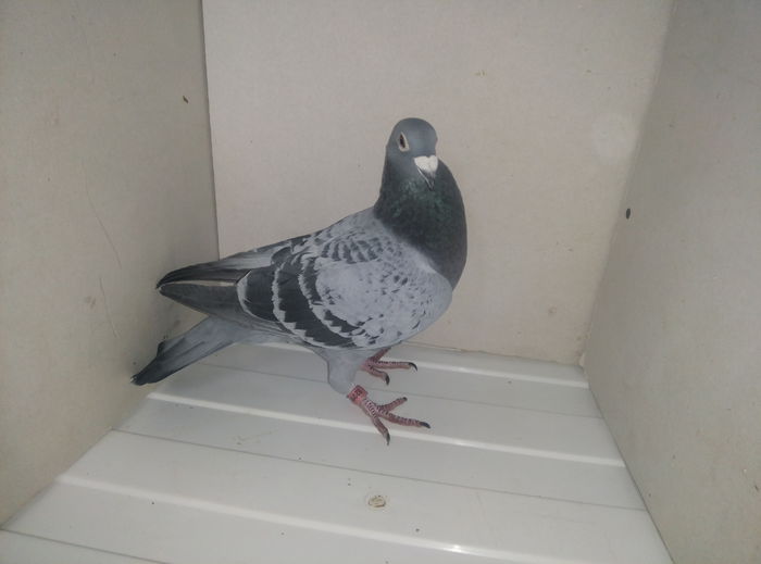 mascul :Eric Limbourg