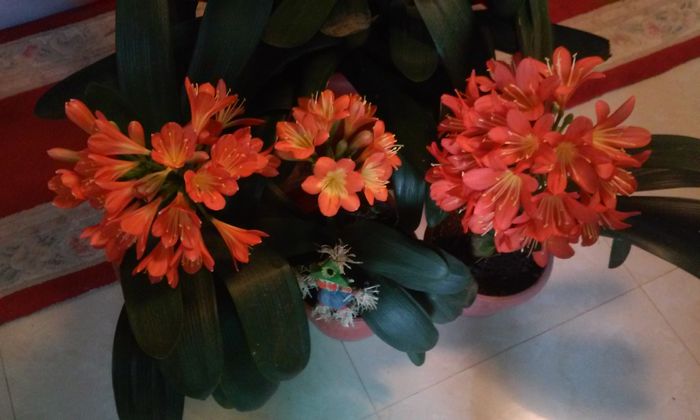 20150223_115233