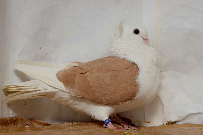 _DSC4474 - matca 2015 pescarusi pe larg