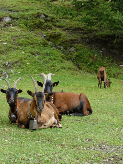 Alpine Austriece la rumegat - Rase de oi si capre-Poze deosebite-7