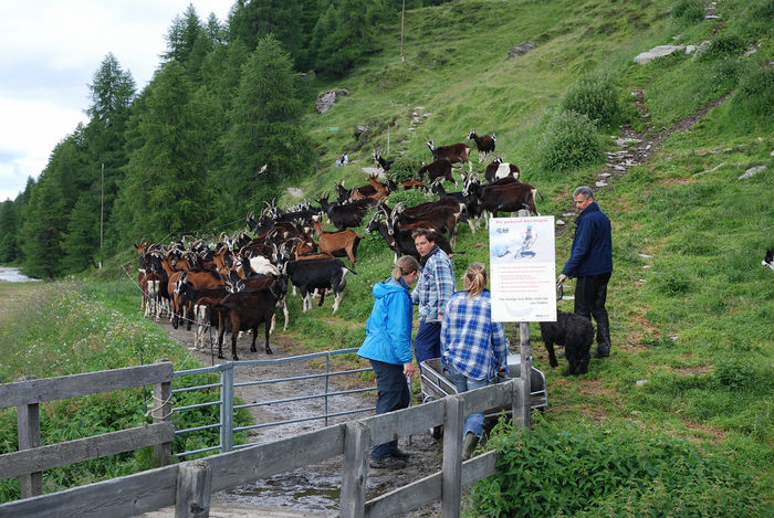 Alpine austriece si britanice frumoase