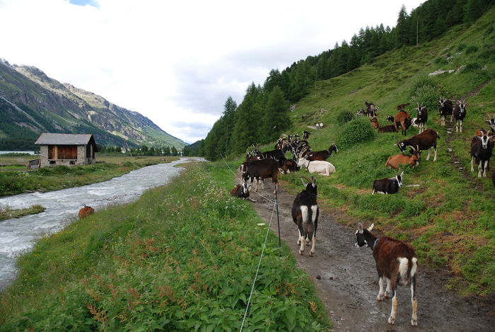 Alpinele la pascut si odihna - Rase de oi si capre-Poze deosebite-7