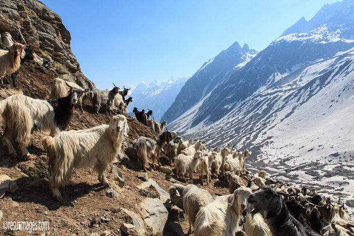 Capre in Himalaya - Rase de oi si capre-Poze deosebite-7