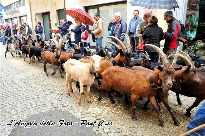 Caprele in transhumanta in Franta - Rase de oi si capre-Poze deosebite-7