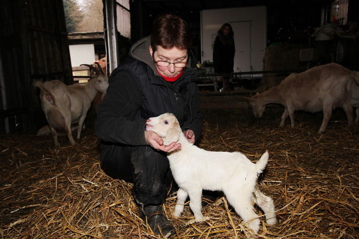 Iedutul Saanen sau Nobila Germana alba