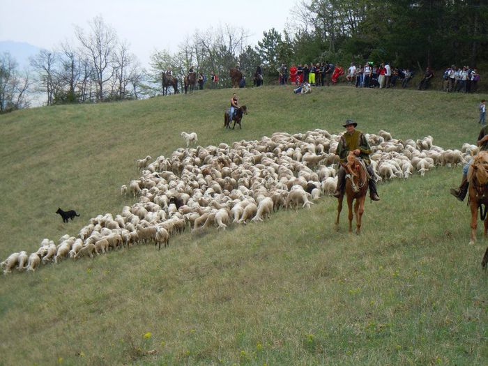In Spania ciobanii cu oile