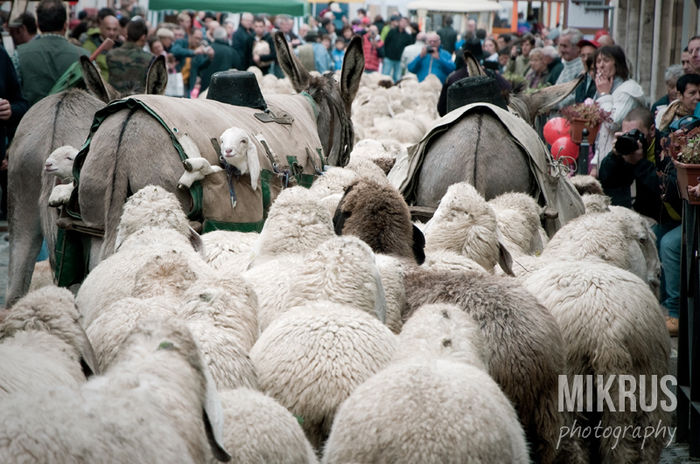 Mieluseii pe magarusi-2