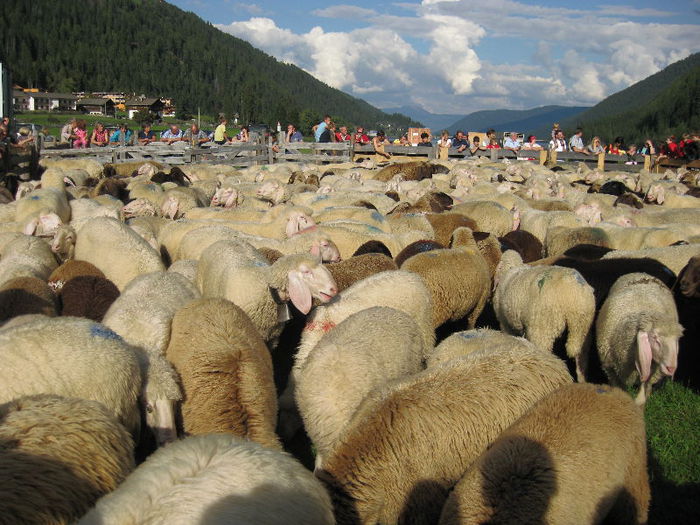 Oile Bergschaf in ocol