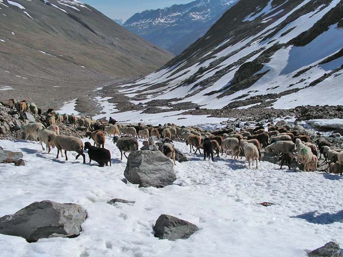 Oile Bergschaf trec muntii
