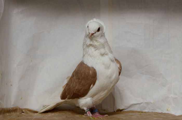 _DSC4478 - matca 2015 pescarusi pe larg