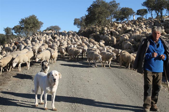 Oitele in Spania cu cainii