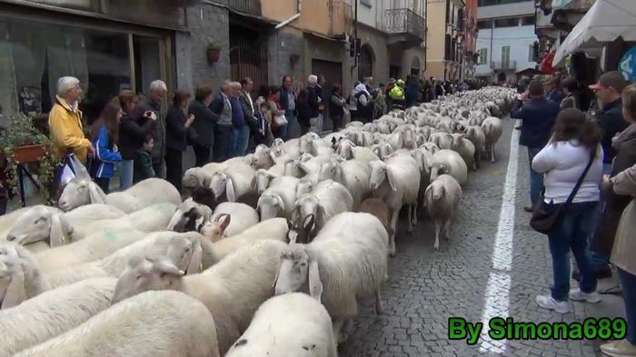 Transhumanta in Franta-4