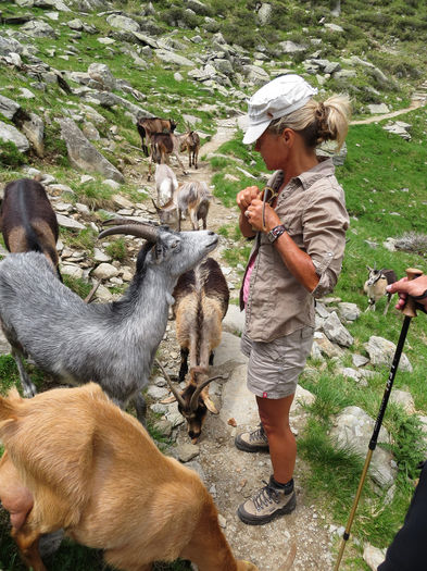 Turista cu caprele pe munte