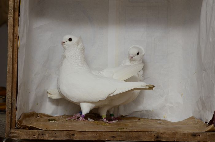 _DSC4490 - matca 2015 pescarusi pe larg