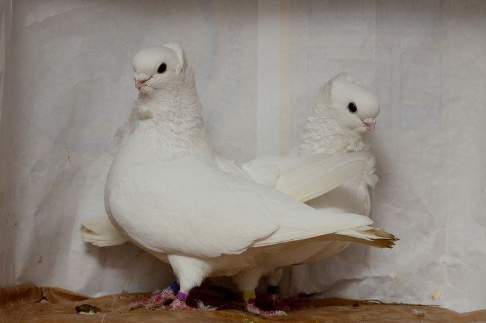 _DSC4491 - matca 2015 pescarusi pe larg