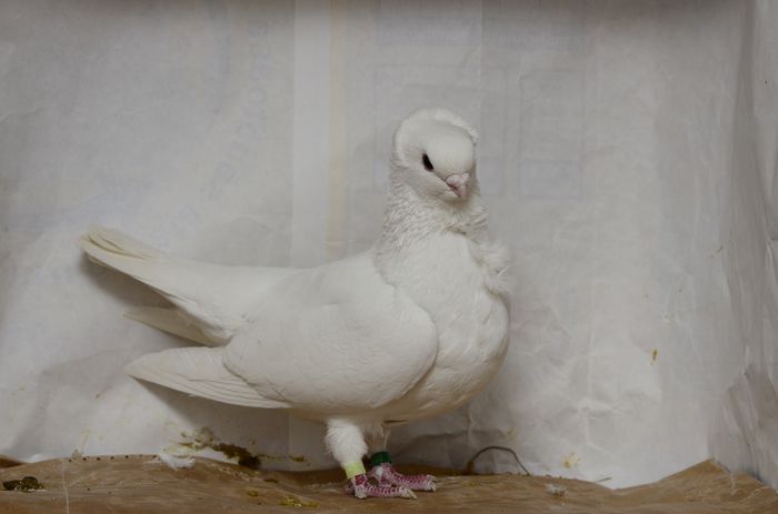 _DSC4494 - matca 2015 pescarusi pe larg