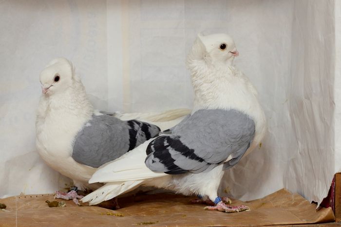 _DSC4530 - matca 2015 pescarusi pe larg